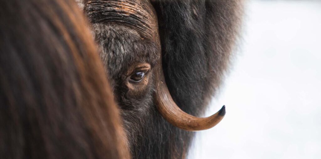 muskox center-harjedalen Mountain bison in Funäsdalen with snow-capped mountains in the background.